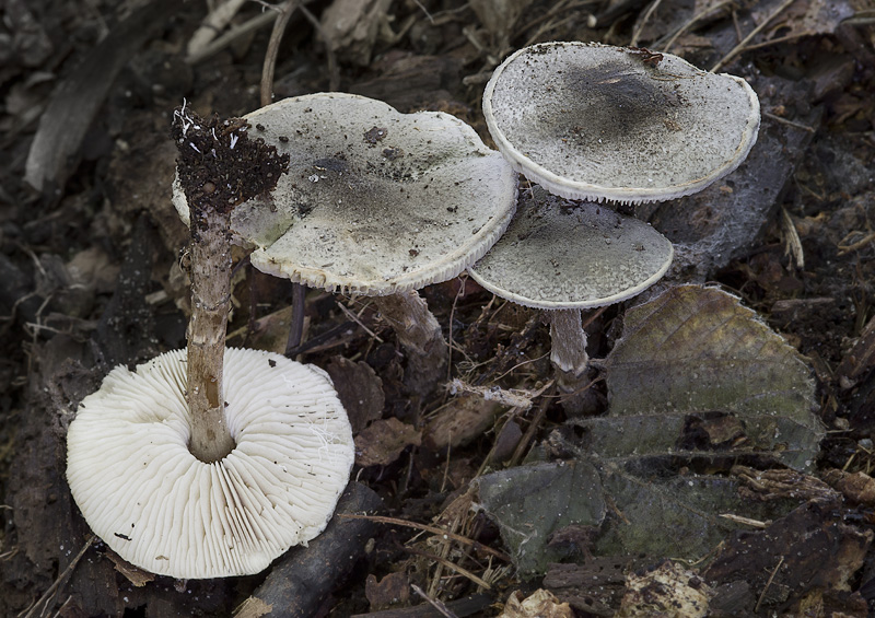 Lepiota griseovirens